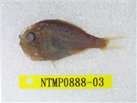 藏品(燧鯛)的圖片